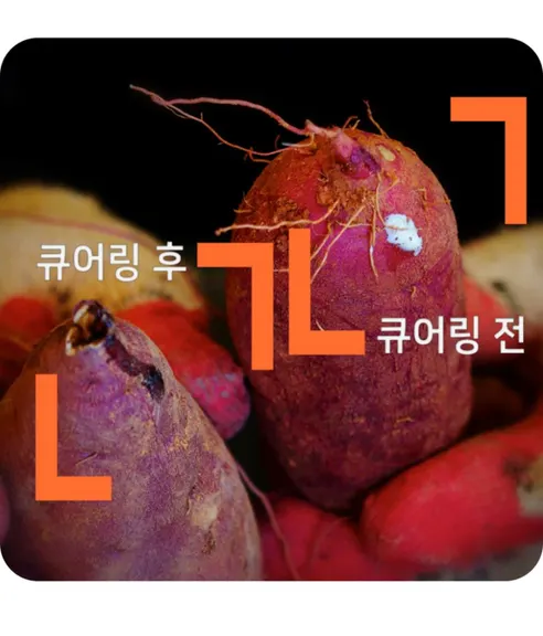 파머스넷 해남 꿀고구마, 한입, 5kg, 1박스 상세 이미지 13
