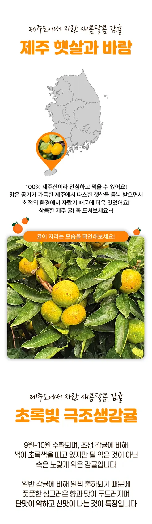 제주 서귀포 노지 감귤 극조생귤, 5kg, 1박스 상세 이미지 4