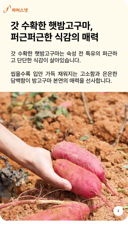 파머스넷 해남 햇 밤고구마, 한입, 5kg, 1박스 상세 이미지 2
