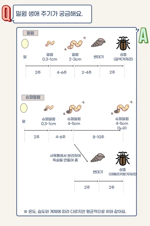 살아있는 밀웜 반려동물 먹이 극소 100+100, 밀웜,극소 0.3-0.8cm, 100+100마리 상세 이미지 13