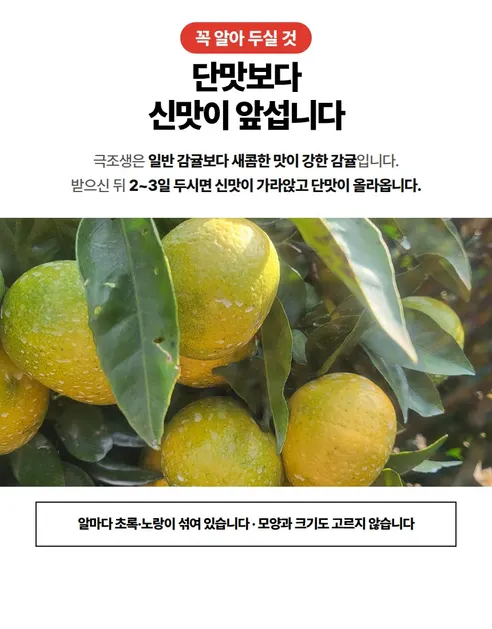 산지직송 제주 조생감귤, L-2L, 10kg, 1박스 상세 이미지 10