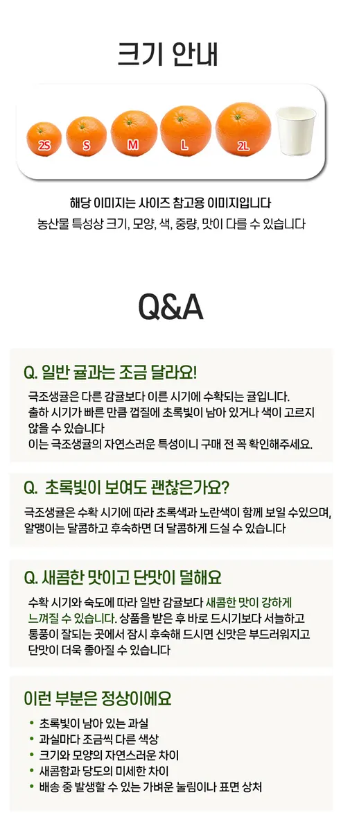 제주 서귀포 노지 감귤 극조생귤, 5kg, 1박스 상세 이미지 7