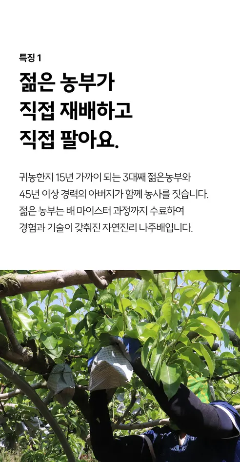 자연진리 나주 신고배, 가정용, 4-7과, 3kg, 1박스 상세 이미지 4