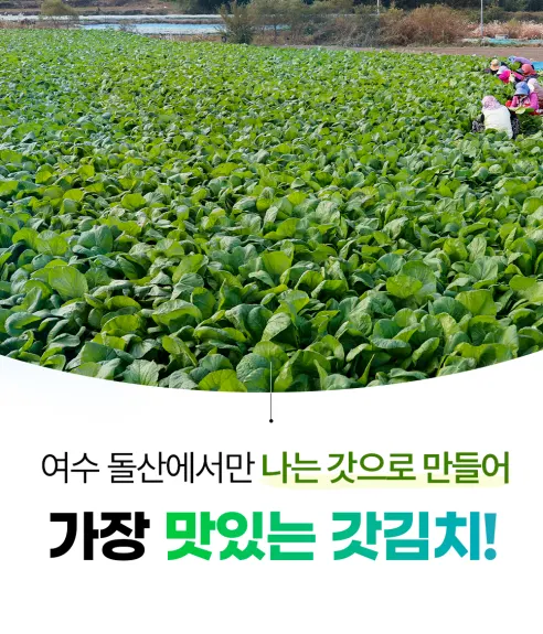 21세기푸드 여수 갓김치, 1kg, 1박스 상세 이미지 4