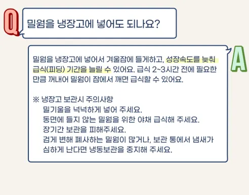살아있는 밀웜 반려동물 먹이 극소 100+100, 밀웜,극소 0.3-0.8cm, 100+100마리 상세 이미지 16