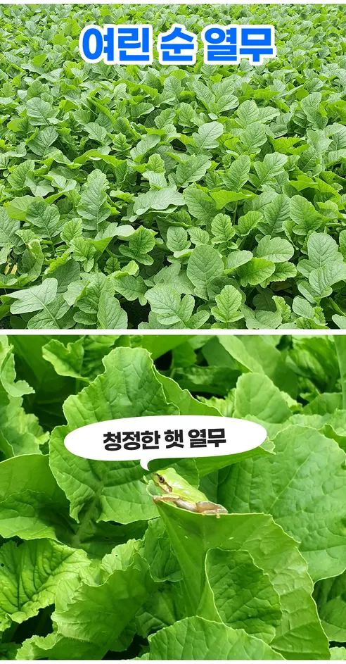 전라도 전통 여린 열무김치, 3kg, 1박스 상세 이미지 5