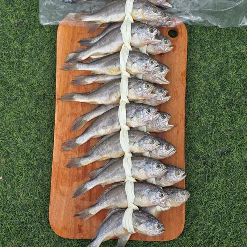 법성포 영광 굴비, 대, 17-21cm 내외, 20미, 1박스 상세 이미지 2
