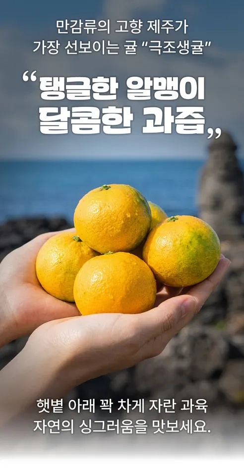 제주 서귀포 노지 감귤 극조생귤, 5kg, 1박스 상세 이미지 3