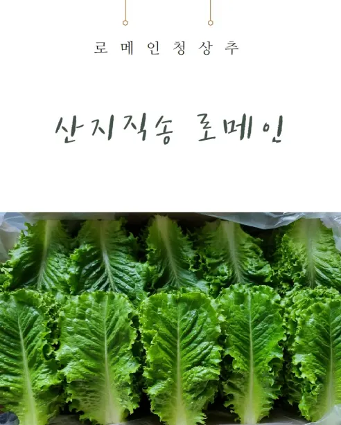 로메인 청상추, 1kg, 1박스 상세 이미지 1
