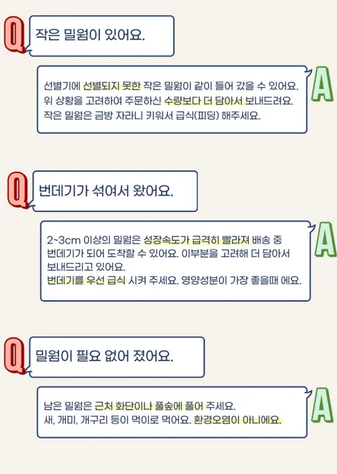 살아있는 밀웜 반려동물 먹이 극소 100+100, 밀웜,극소 0.3-0.8cm, 100+100마리 상세 이미지 14