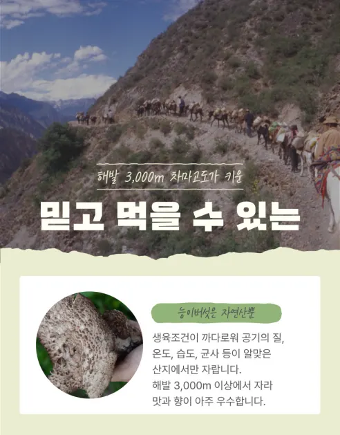 프룻프룻 건조 능이버섯, 100g, 1개 상세 이미지 3