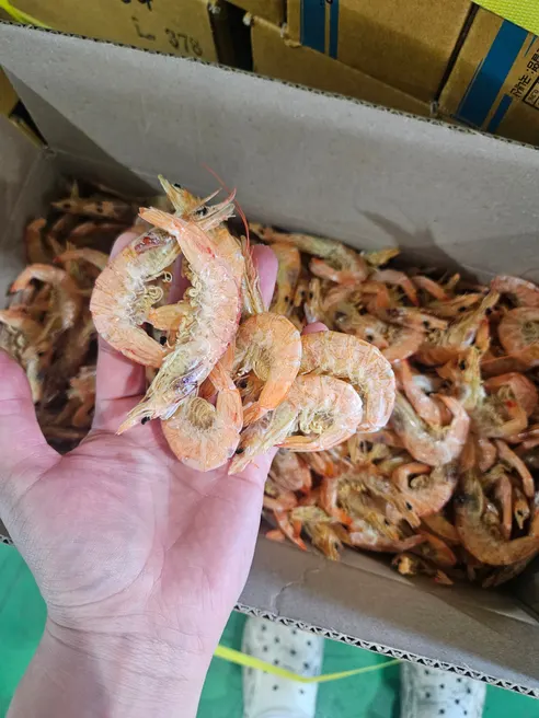 국내산 알배기 건중하새우포, 1.3kg, 1박스 상세 이미지 5