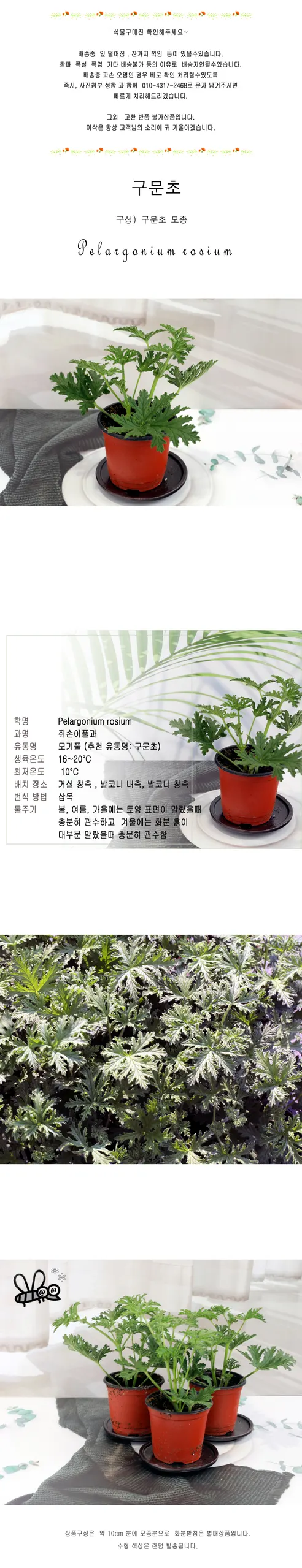 구문초, 혼합, 1개 상세 이미지 1