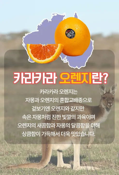 카라카라 오렌지, 중대과, 14~17과 내외, 3.5kg, 1박스 상세 이미지 6
