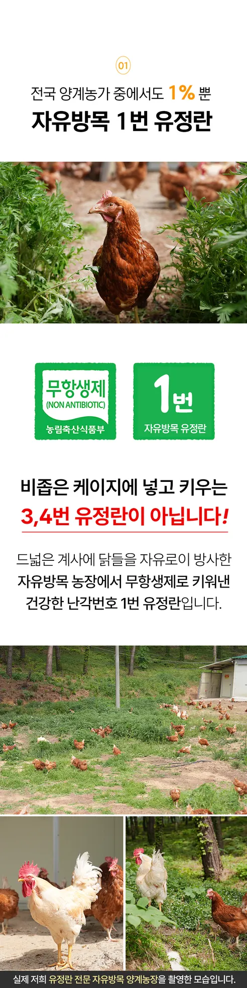땡큐파머스 무항생제 유정란 난각번호 1번 자연방사, 대란, 20구, 1박스 상세 이미지 22
