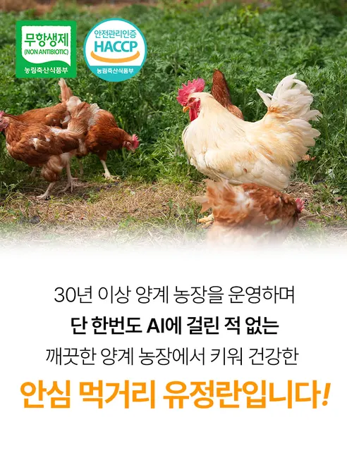 땡큐파머스 무항생제 유정란 난각번호 1번 자연방사, 대란, 20구, 1박스 상세 이미지 14