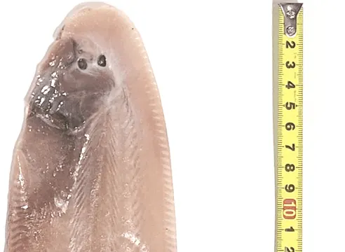 맛집대령 군산 반건조 박대, 33-35cm, 10마리 상세 이미지 12