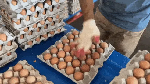 아빠표 구운계란 중란, 30구, 1판 상세 이미지 14