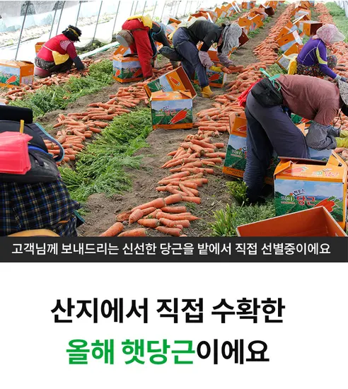 햇당근, 주스용 못난이, 5kg, 1개 상세 이미지 9