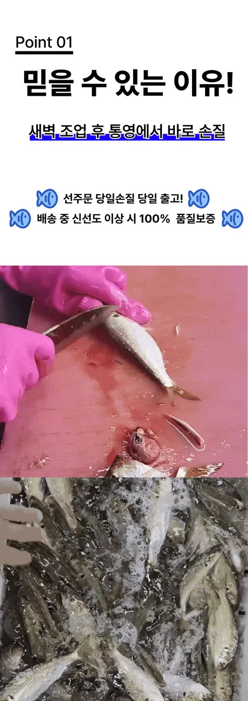 오가네수산 통영 자연산 전어, 세꼬시, 횟감용, 손질 후 300g, 1개 상세 이미지 6