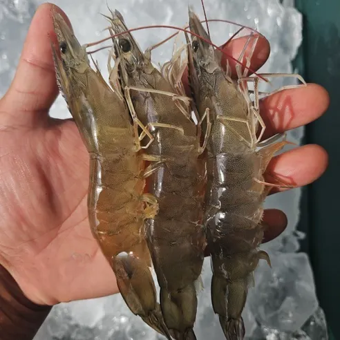 국내산 횟감 활 흰다리새우, 1kg, 1팩 상세 이미지 11