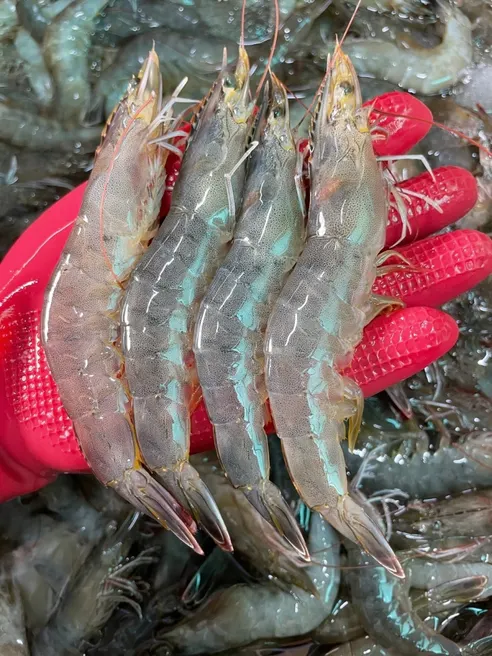 국내산 횟감 활 흰다리새우, 1kg, 1팩 상세 이미지 12
