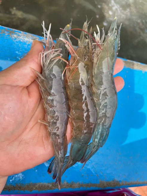 국내산 횟감 활 흰다리새우, 1kg, 1팩 상세 이미지 10