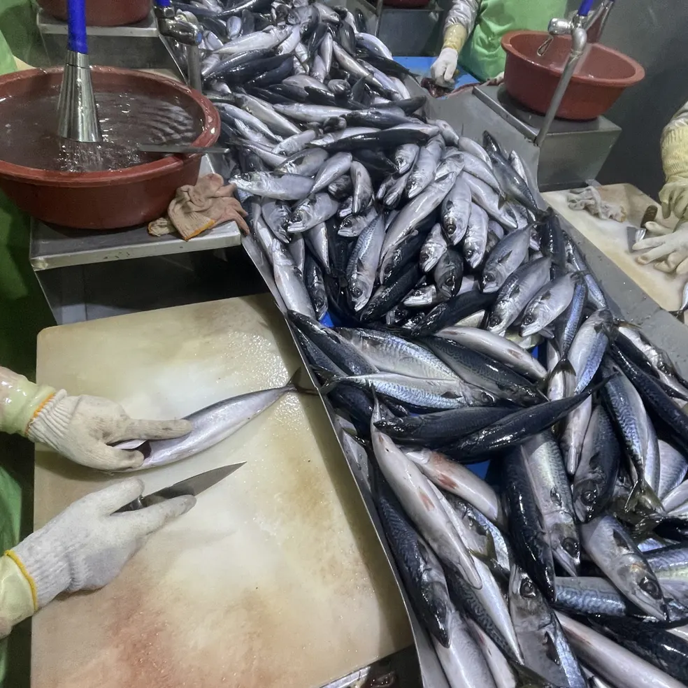 국내산 중사이즈 자반 고등어, 10마리, 2.8kg 내외, 1세트 상품 이미지
