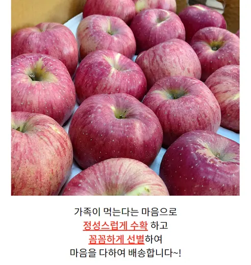 햇 청송 부사 사과, 대과, 5kg, 1박스 상세 이미지 26
