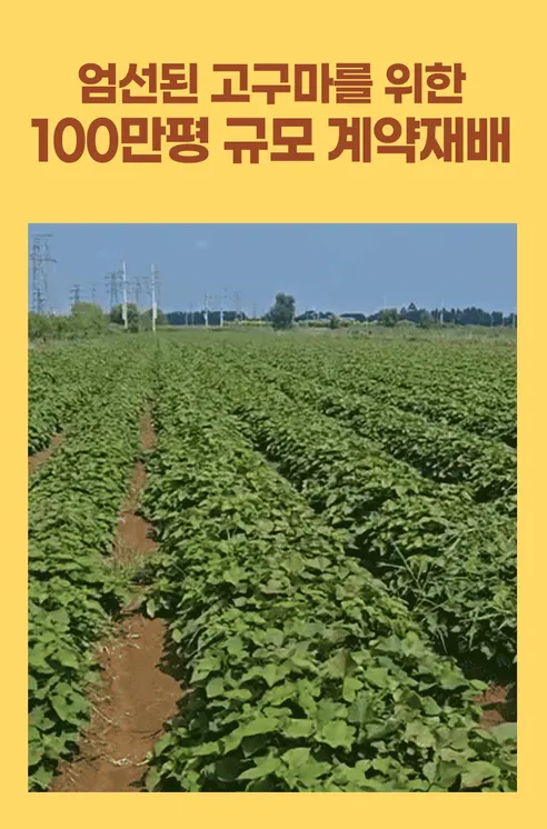트루나 군고구마빠, 50g, 10팩 상세 이미지 13