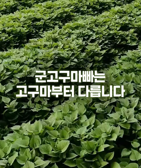 트루나 군고구마빠, 50g, 10팩 상세 이미지 12