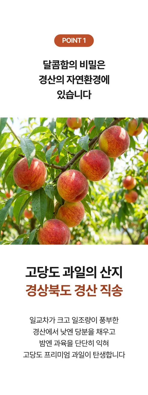 고당도 망고복숭아, 9-12과, 1kg, 1박스 상세 이미지 8
