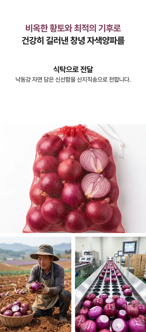 창녕 자색양파, 5kg, 1개 상세 이미지 7