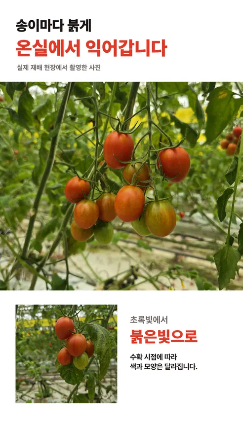 산들에담다 아삭 대추방울토마토, 로얄과, 2kg, 1박스 상세 이미지 4