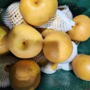 끼니피그 마켓 가정용 햇 배, 5kg, 1박스