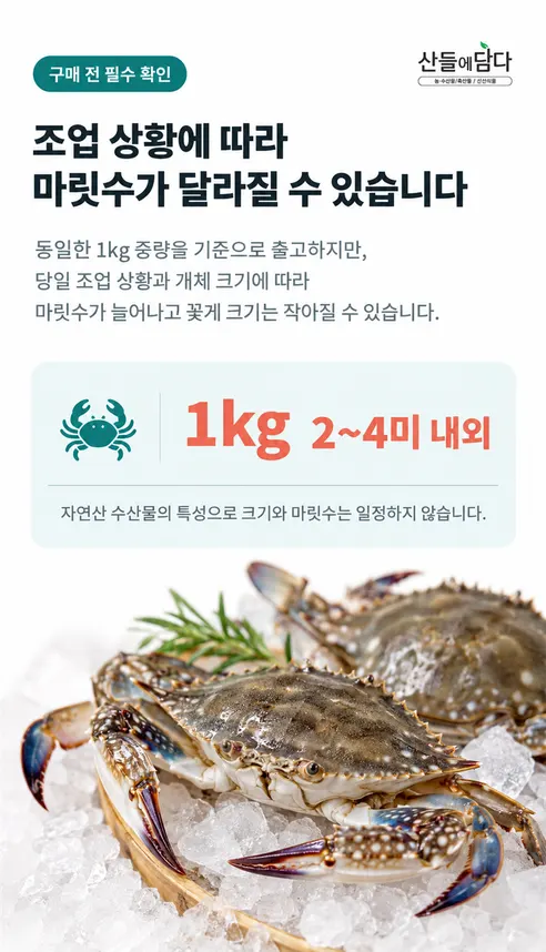 산들에담다 서해안 활 숫꽃게, 대, 2kg, 4-8미, 1개 상세 이미지 2