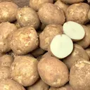 두백 설백 수미 혼합 햇감자, 150g 이상, 5kg, 1박스