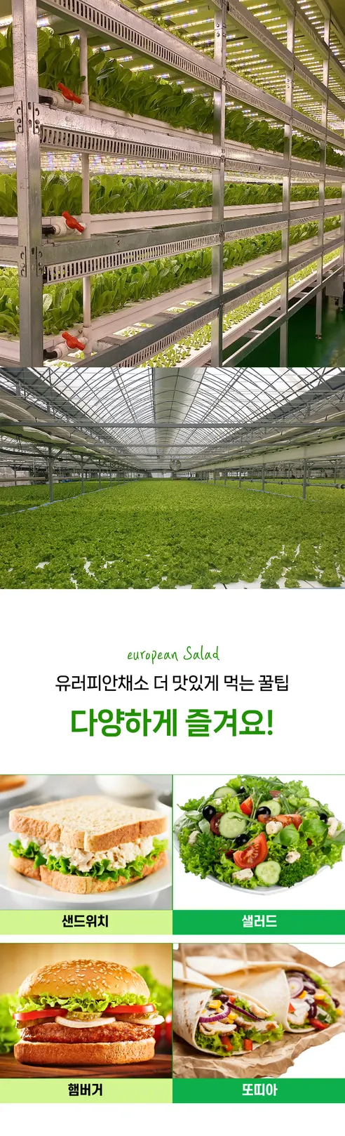 유러피안샐러드, 1kg, 1박스 상세 이미지 6