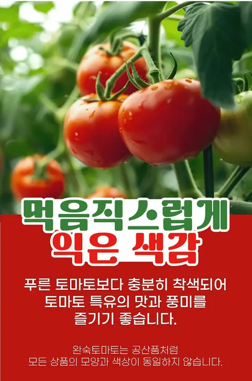 경북 완숙토마토 찰토마토, 5kg, 1박스 상세 이미지 8