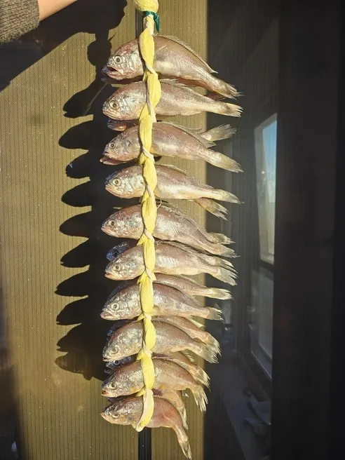 법성포 영광 굴비, 대, 17-21cm 내외, 20미, 1박스 상세 이미지 8