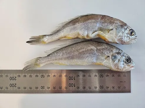 법성포 영광 굴비, 대, 17-21cm 내외, 20미, 1박스 상세 이미지 11