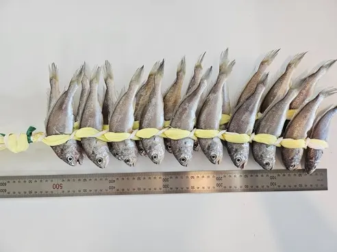 법성포 영광 굴비, 대, 17-21cm 내외, 20미, 1박스 상세 이미지 10