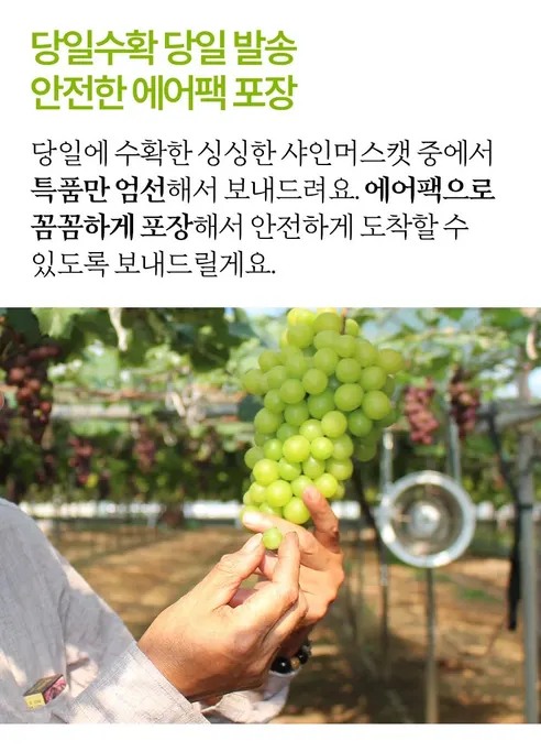 망고포도 샤인머스캣 하우스, 1송이, 450g 내외, 1박스 상세 이미지 8