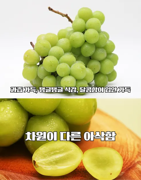 피카소농장 샤인머스켓, 4-12수, 4kg, 1박스 상세 이미지 2