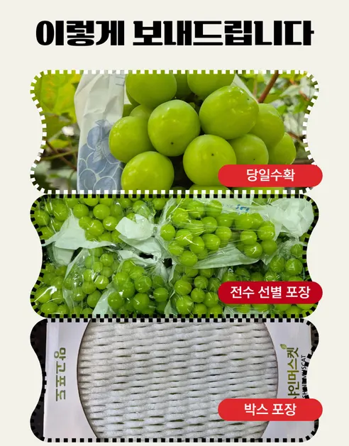 피카소농장 샤인머스켓, 4-12수, 4kg, 1박스 상세 이미지 4