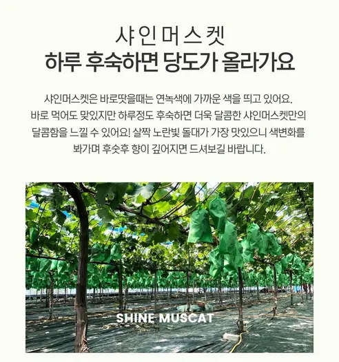 대박농수산 샤인머스켓, 2~3수, 1kg, 1박스 상세 이미지 21