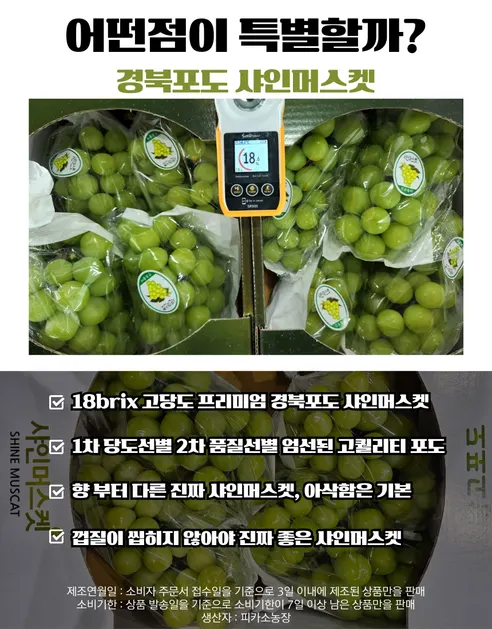 피카소농장 샤인머스켓, 4-12수, 4kg, 1박스 상세 이미지 3