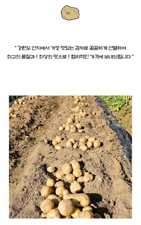 이모뜰 국내산 수미 햇감자, 대, 3kg, 1박스 상세 이미지 4