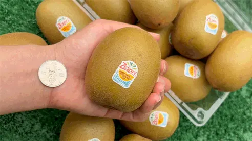 제스프리 썬 골드키위, 중과, 11과, 1kg, 1팩 상세 이미지 1