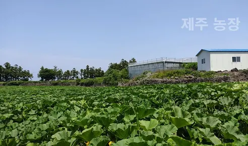 철이네 제주 밤호박, 특품 로얄과, 2.5kg, 1박스 상세 이미지 15